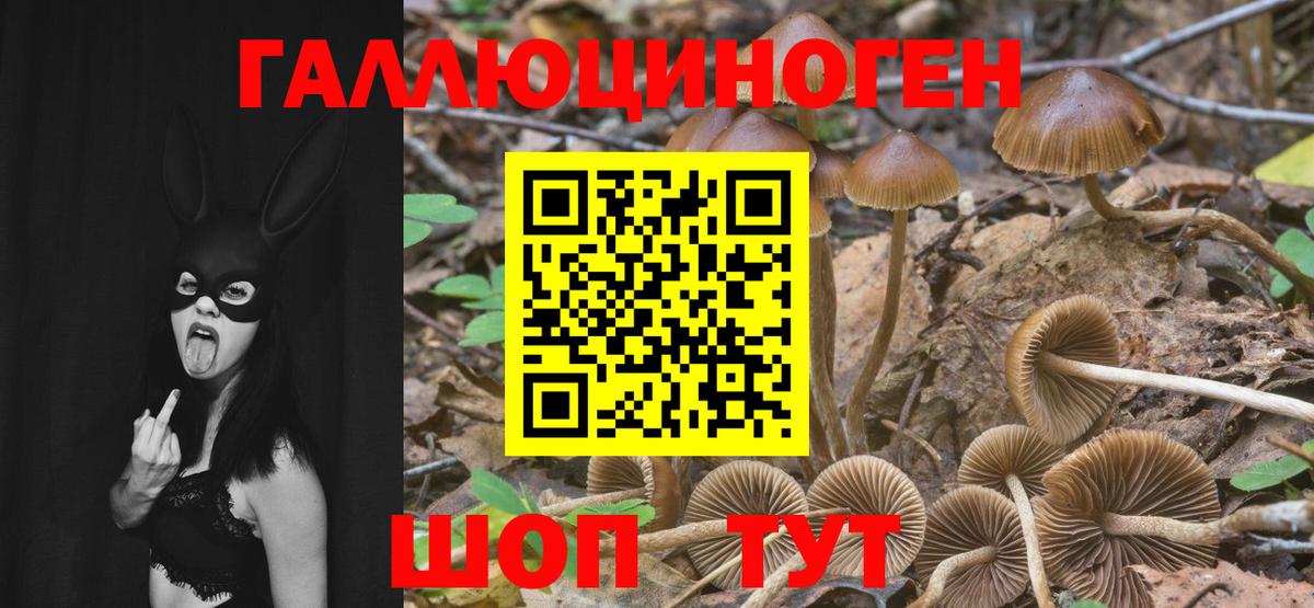 Псилоцибиновые грибы Cubensis  Вход с VPN  купить   Белая Калитва 